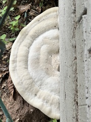Trametes lactinea