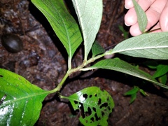 Persicaria virginiana