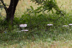 Fungi