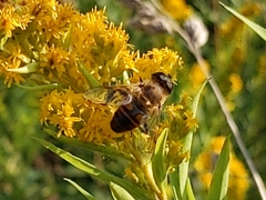 Eristalis