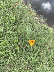 Zephyranthes tubispatha