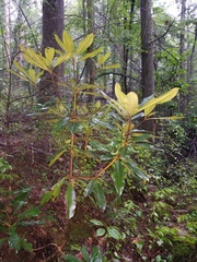 Rhododendron