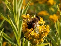 Eristalis
