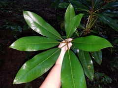 Rhododendron