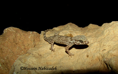 Bunopus crassicauda