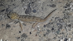 Teratoscincus scincus