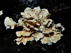 Cantharellus insignis image