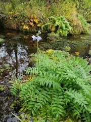 Polemonium acutiflorum