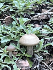 Agrocybe praecox