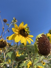 Eumelissodes