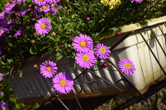 Brachyscome iberidifolia