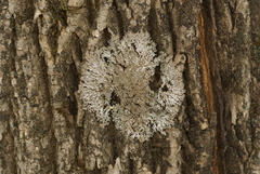 Physconia subpallida