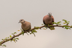 Streptopelia tranquebarica