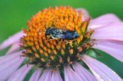 Megachile campanulae