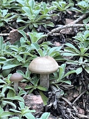 Agrocybe praecox
