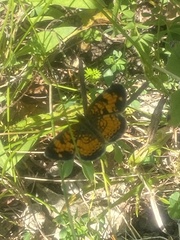 Phyciodes