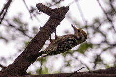 Leiopicus mahrattensis