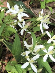 Clematis