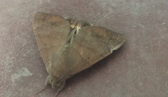 Achaea