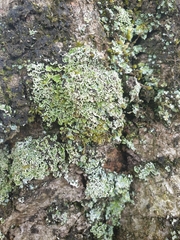 Cladonia