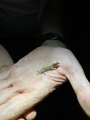 Rieppeleon brevicaudatus