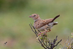 Mirafra erythroptera