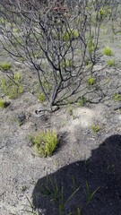 Hemachatus haemachatus