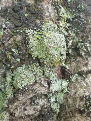 Cladonia