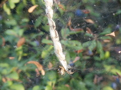 Cyrtophora citricola