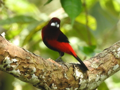 Ramphocelus dimidiatus