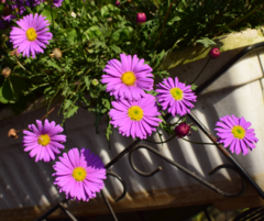 Brachyscome iberidifolia