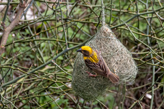 Ploceus philippinus