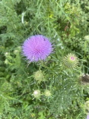 Cirsium discolor