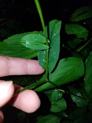 Persicaria sagittata