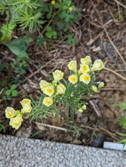 Linaria vulgaris