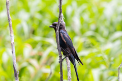 Dicrurus macrocercus