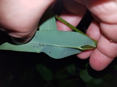 Persicaria sagittata