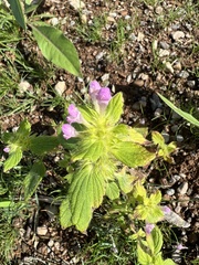 Galeopsis