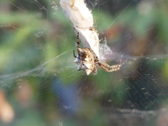 Cyrtophora citricola