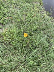 Zephyranthes tubispatha