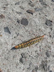 Hyles euphorbiae