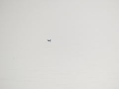 Ichthyaetus ichthyaetus