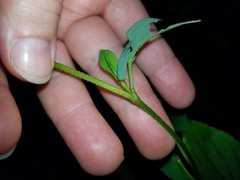 Persicaria sagittata