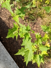 Chenopodiastrum hybridum