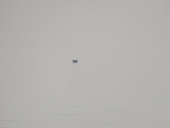 Ichthyaetus ichthyaetus