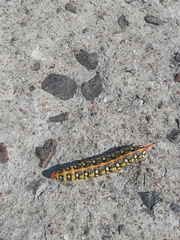 Hyles euphorbiae
