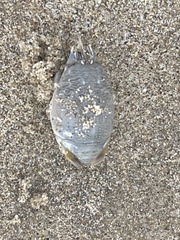 Emerita analoga