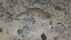 Teratoscincus scincus