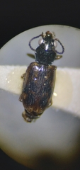 Bembidion