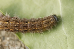 Eilema
